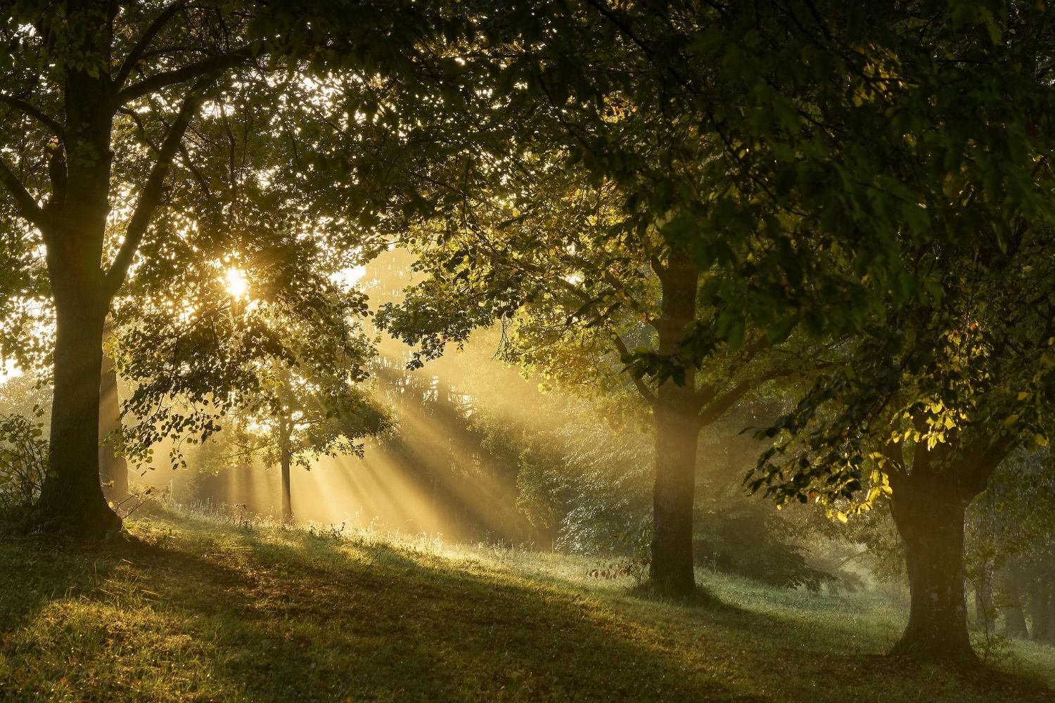 Mächtige alte Laubbäume im Morgenlicht