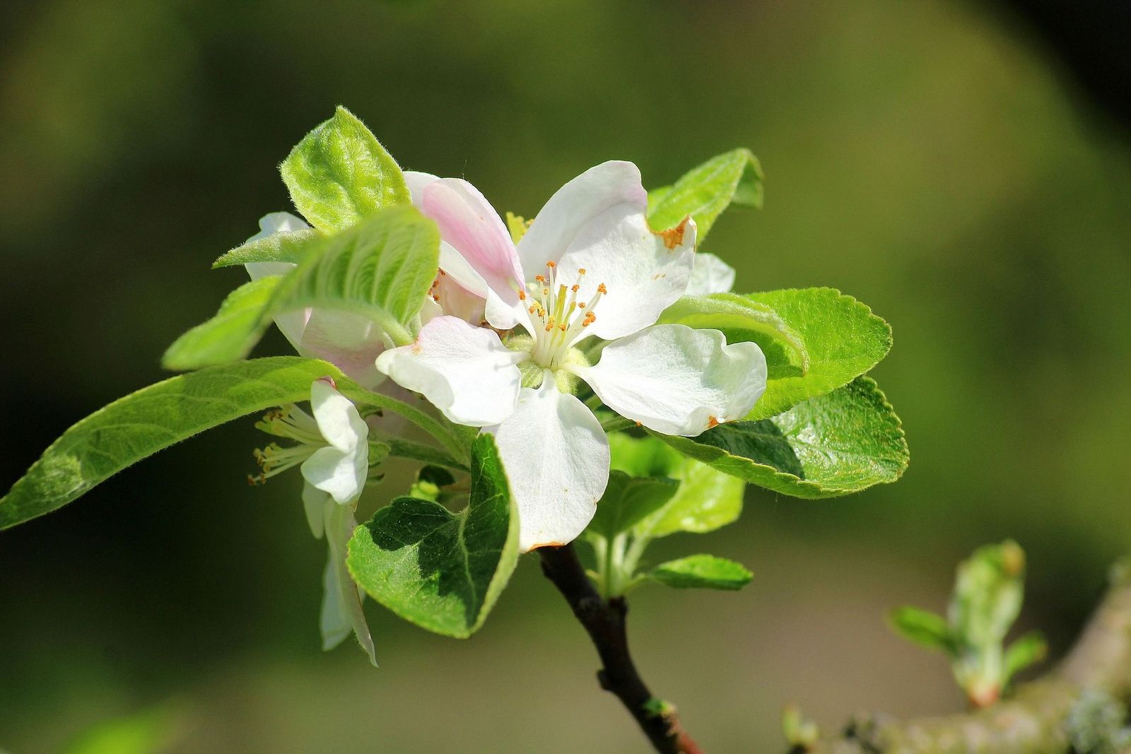 Apfelblüte in Nahaufnahme