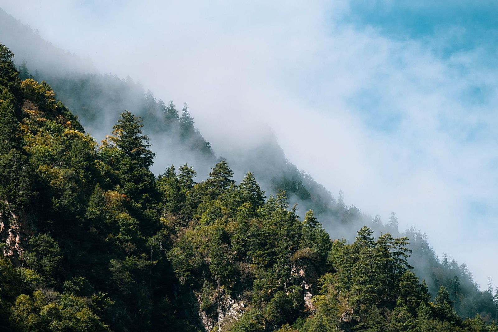 Bewaldeter Berghang mit aufsteigendem Nebel