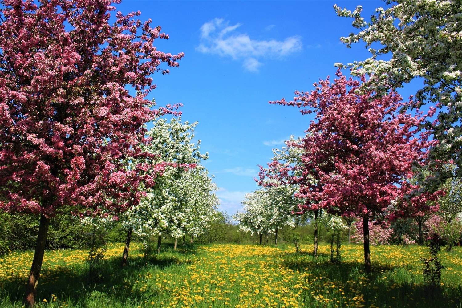 Rosa und weiß blühende Bäume über einer Löwenzahnwiese
