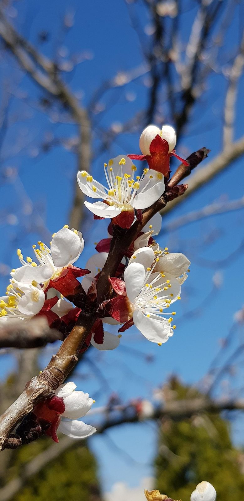 Weißer Blütenzweig vor blauem Himmel