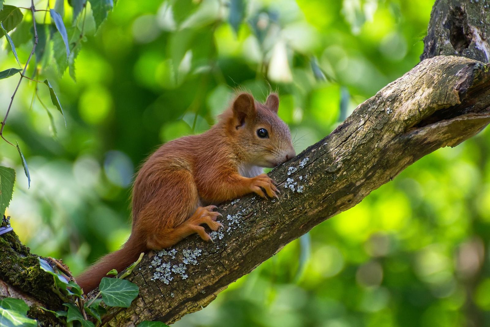 Eichhörnchen auf einem Ast