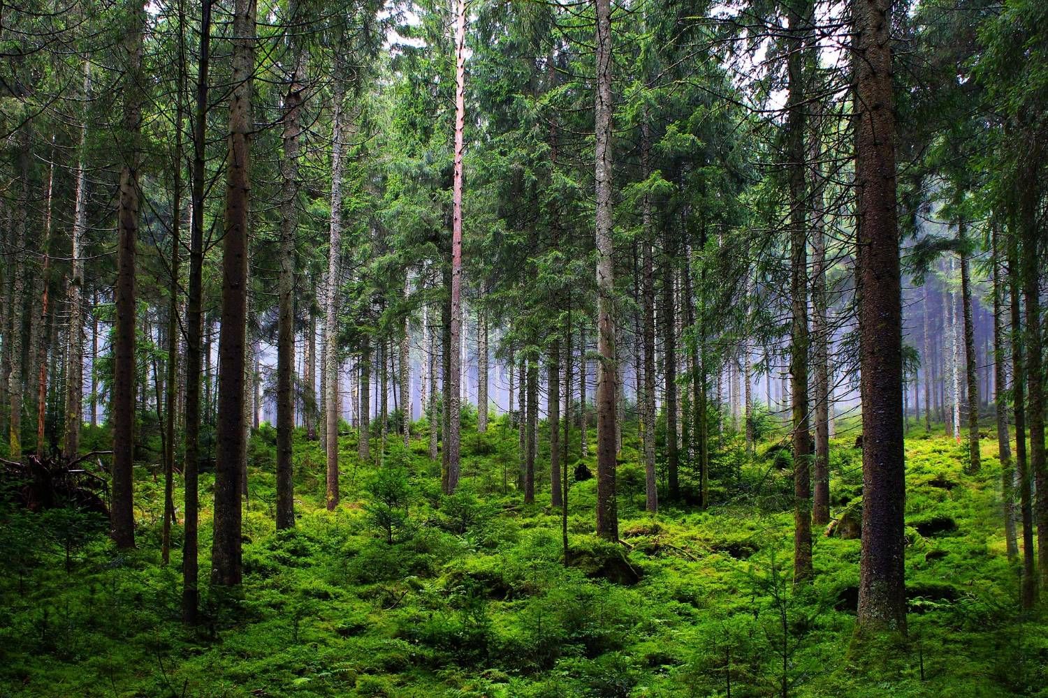 Hohe alte Nadelbäume über moosgrünem Waldboden