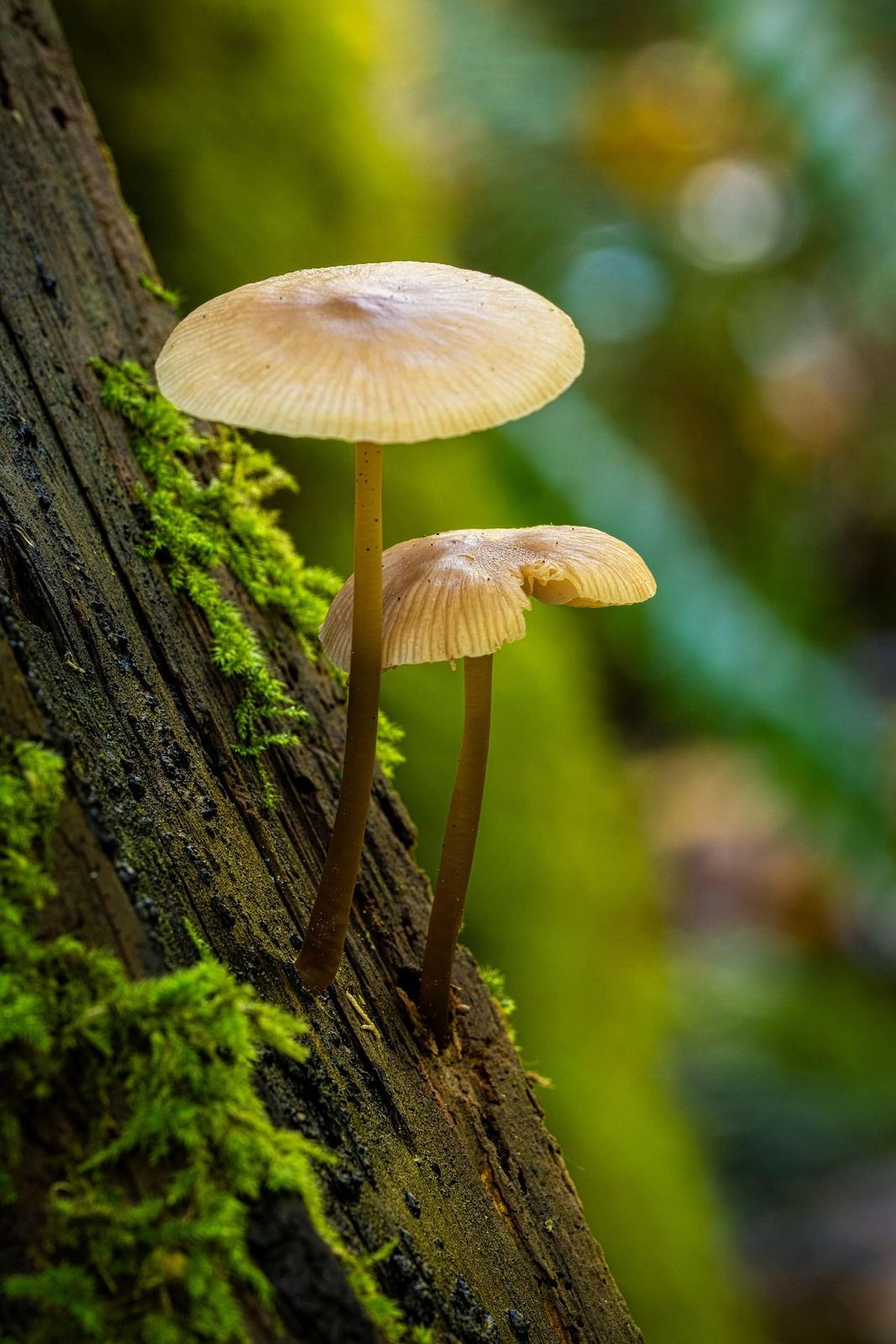 Pilze auf einem Stück Totholz
