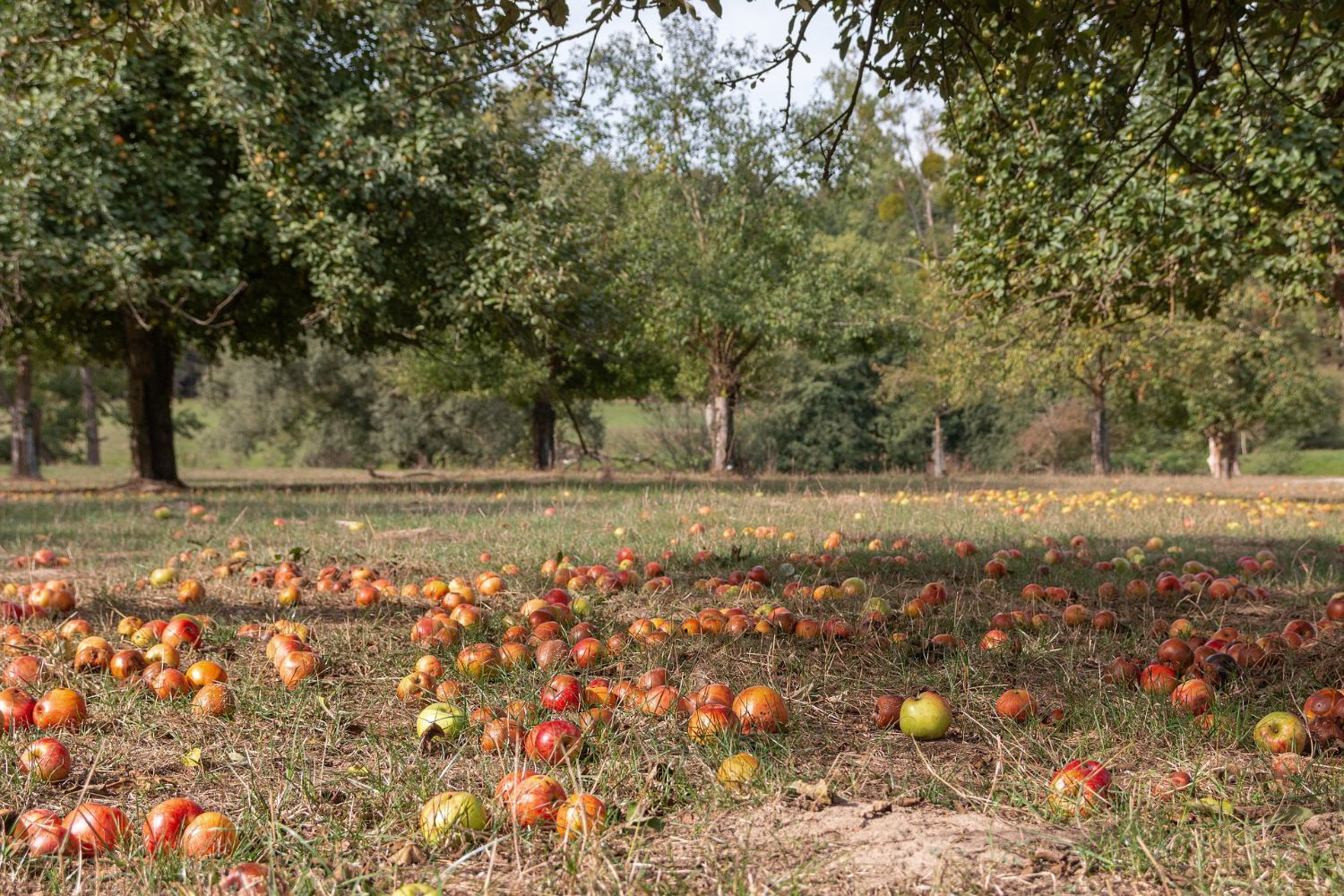 Fallobst unter alten Apfelbäumen im Herbst