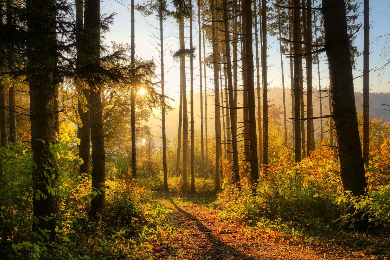 Waldweg zwischen kräftigen Bäumen im goldenen Morgenlicht