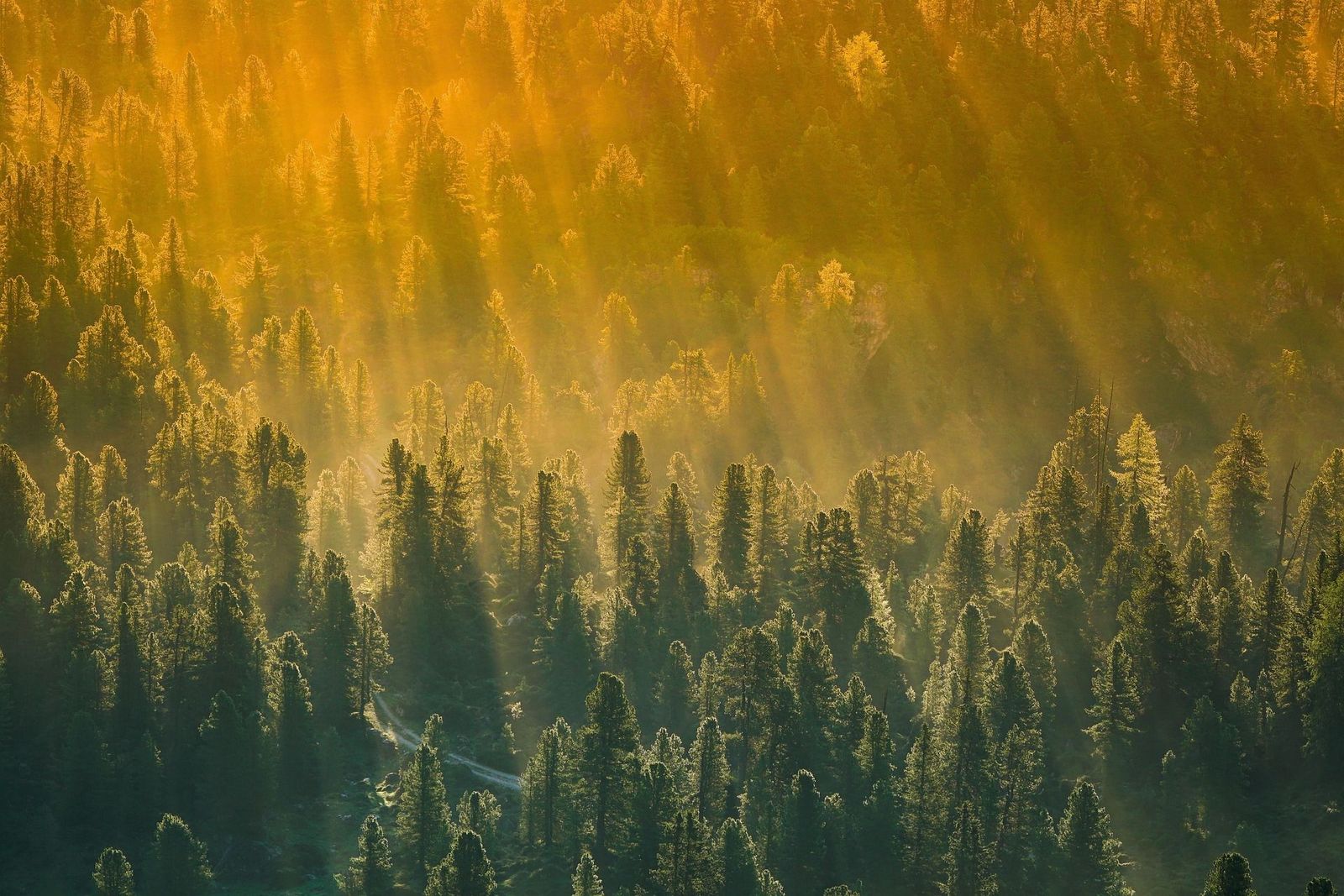 Wald aus der Vogelperspektive im Abendlicht